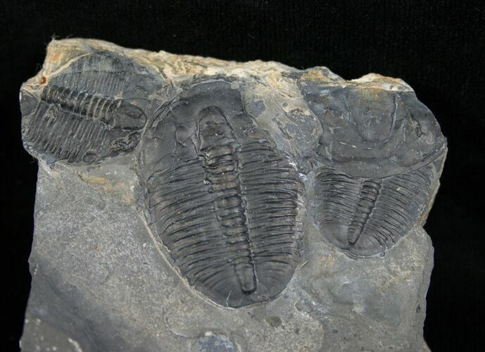 Three Large Elrathia Trilobites #6736